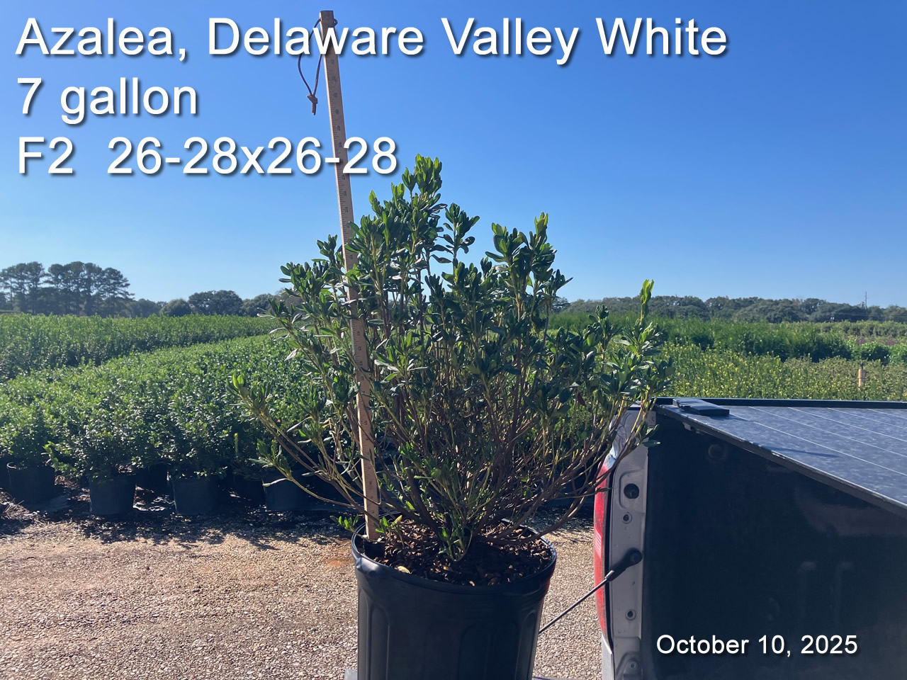 gallery/dvw7 f2 oct10.jpg